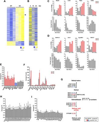 FBXO38 Ubiquitin Ligase Controls Sertoli Cell Maturation